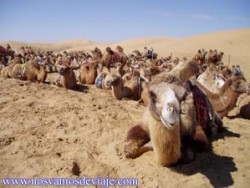 camello gobi