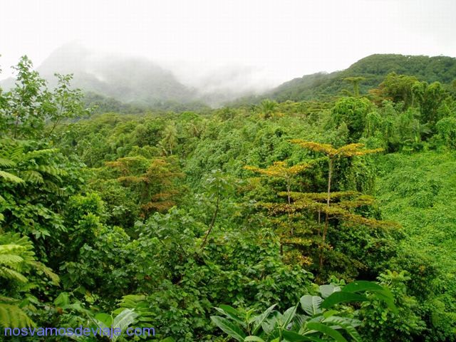 Bosque tropical lluvioso del interior de Ponape