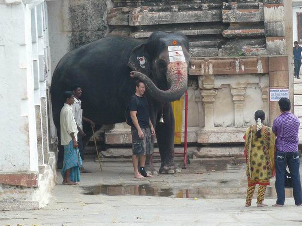 Elefante dando su bendición en Hampi