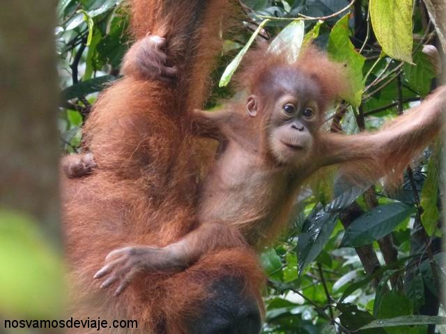 Orangután con su cría, Bukit Lawang