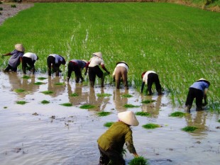Plantando arroz en el delta del Mekong
