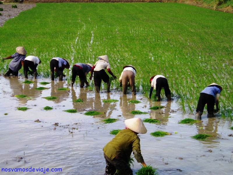 Plantando arroz en el delta del Mekong