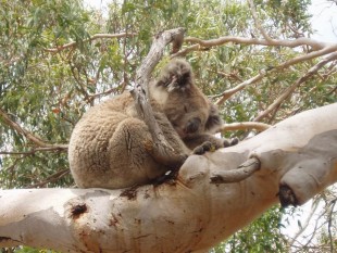 Koala dormitando en una rama de eucalipto